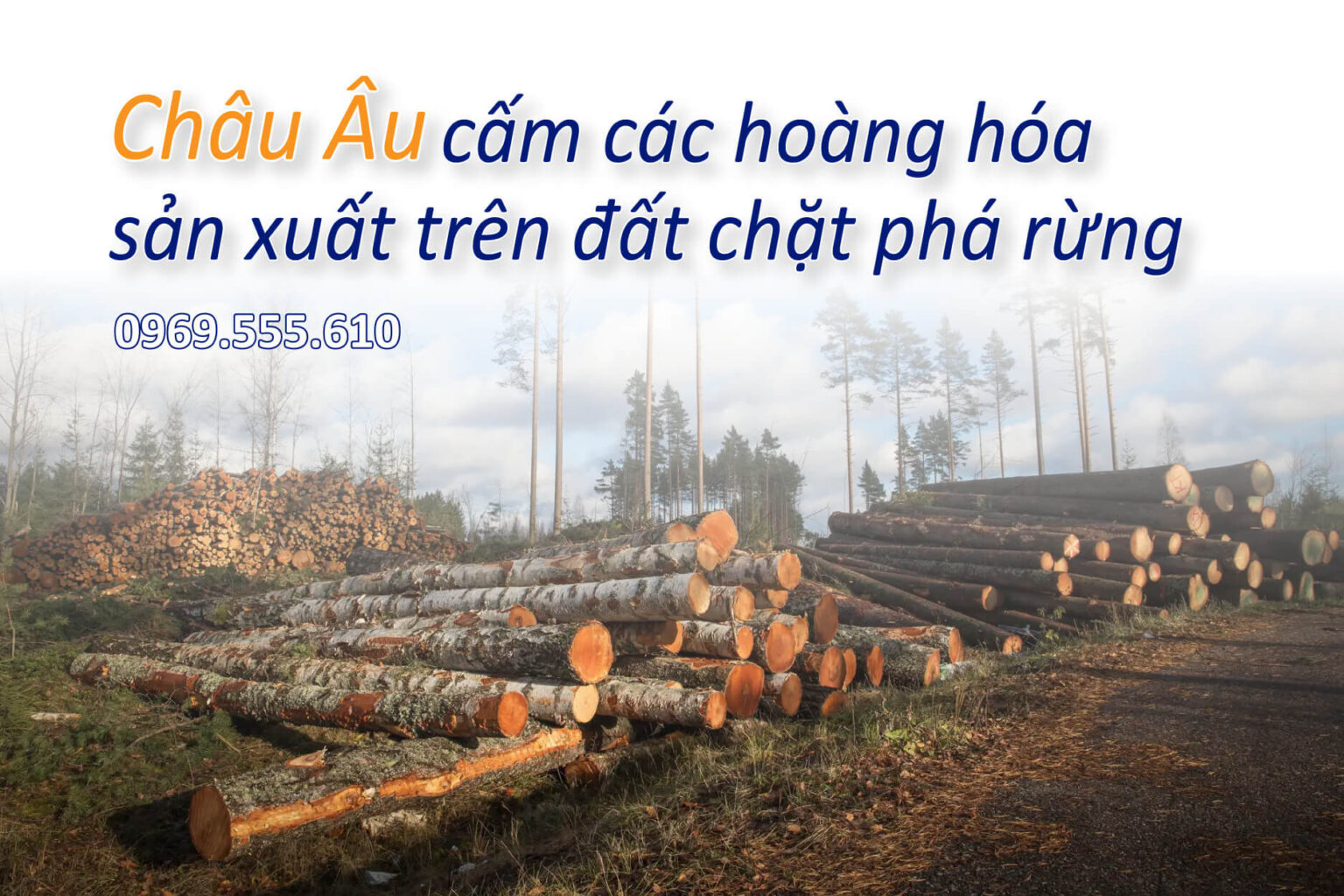 Châu Âu cấm các hàng hóa sản xuất trên đất chặt phá rừng