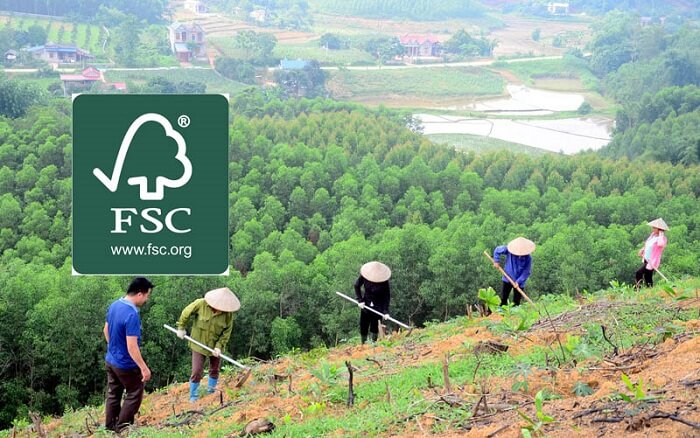 trồng rừng FSC